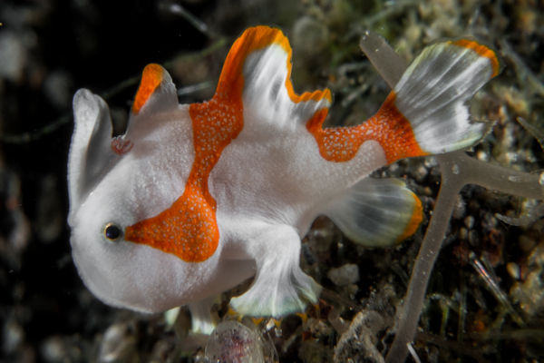 Warty Frogfish Baby - White Orange